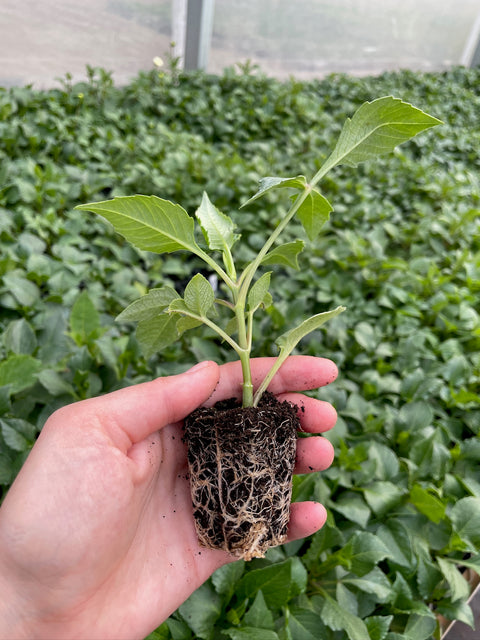 Dahlia Rooted Cuttings