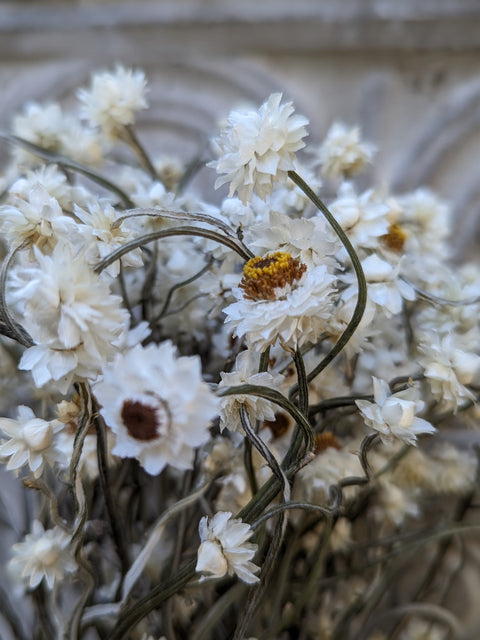 Dried Flower Bunch-Ammobium