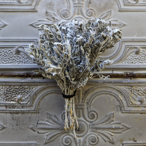 Dried Foliage Bunch-Dusty Miller