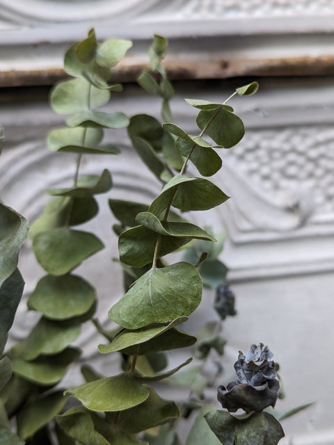 Dried Foliage Bunch-Eucalyptus