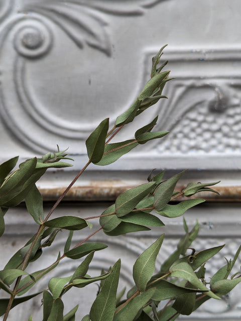 Dried Foliage Bunch-Eucalyptus