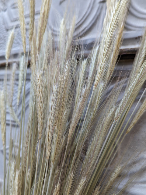 Dried Grasses-Rye