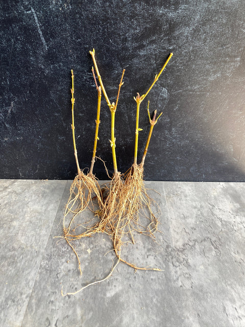 Bareroot-Forsythia Lynwood Gold - Sunny Meadows Flower Farm