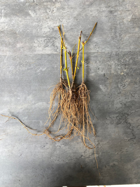 Bareroot-Forsythia Lynwood Gold - Sunny Meadows Flower Farm