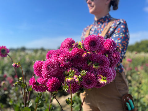 Dahlia Peter