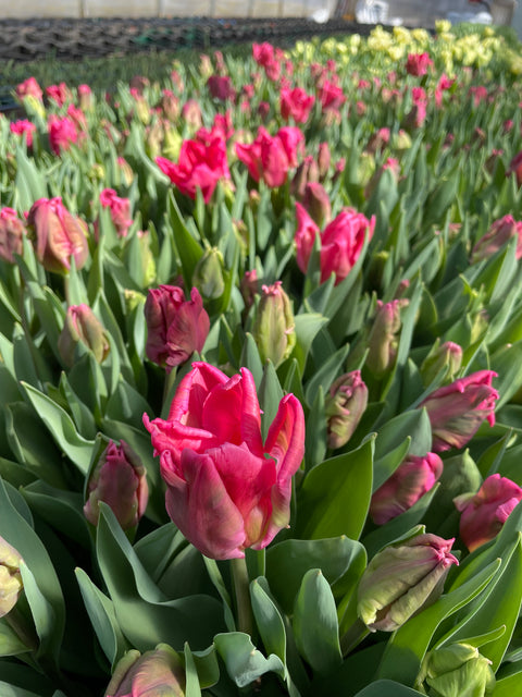Tulip-Marvel Parrot