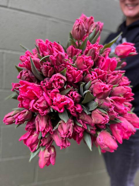 Tulip-Marvel Parrot