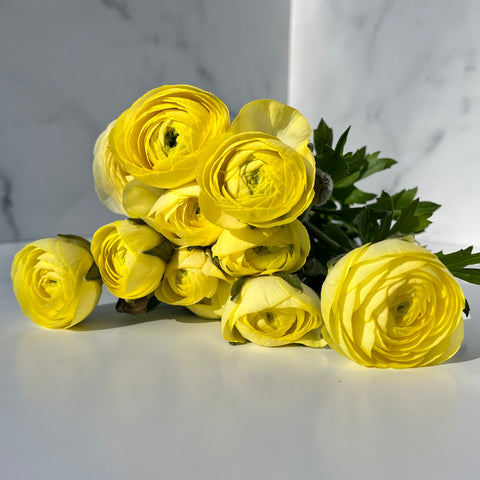 Ranunculus Corms-Lemon