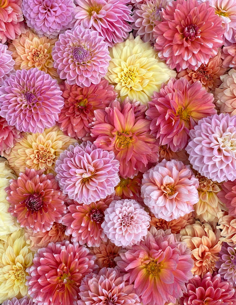 Dahlia Sunset Mix- 10 tubers