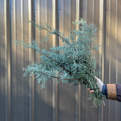 Evergreens Bundle-Cypress Blue Ice