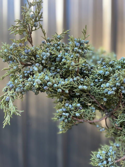 Evergreens Bundle-Berried Juniper