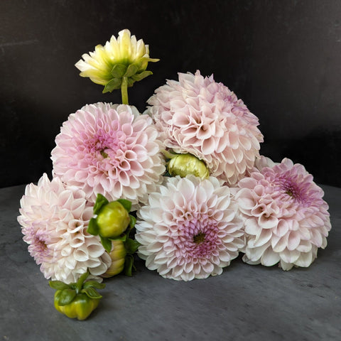 Dahlia Pink Pearl