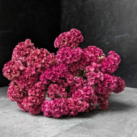 Dried Flower Bunch-Crest Celosia Pink