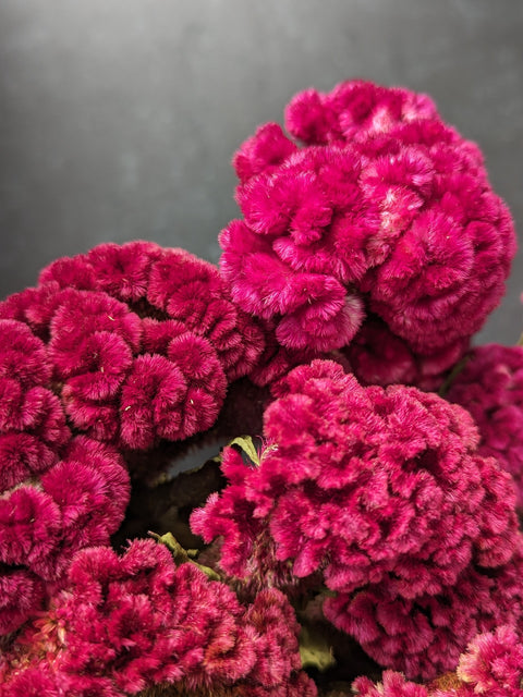 Dried Flower Bunch-Crest Celosia Burgundy