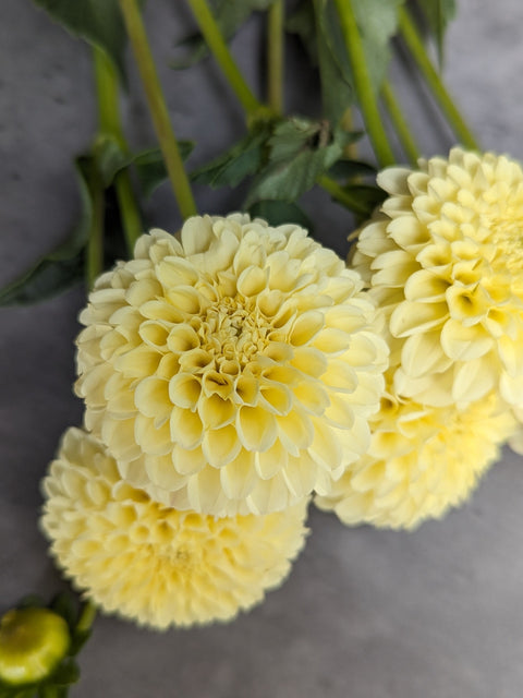 Dahlia Creamy