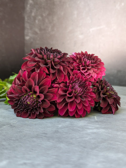 Dahlia Black Satin