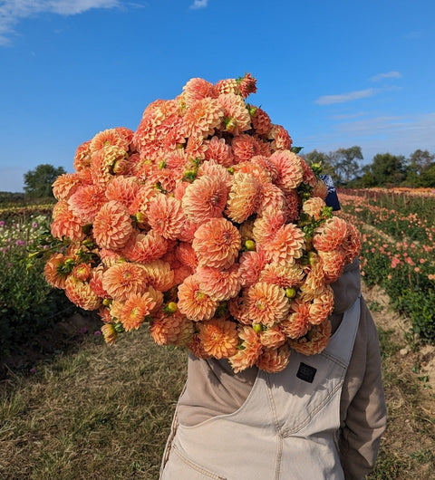 Dahlia Bracken Palomino