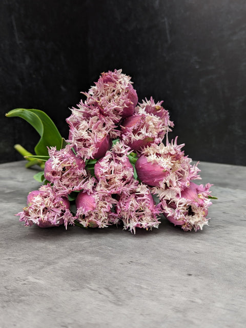 Tulip-Crunchy Cummins