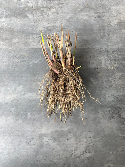 Bareroot Clumps-Sea Oats - Sunny Meadows Flower Farm