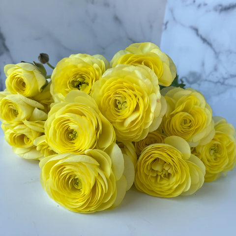 Ranunculus Corms-Lemon