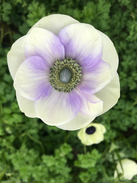 Anemone Corms-Pastel - Sunny Meadows Flower Farm