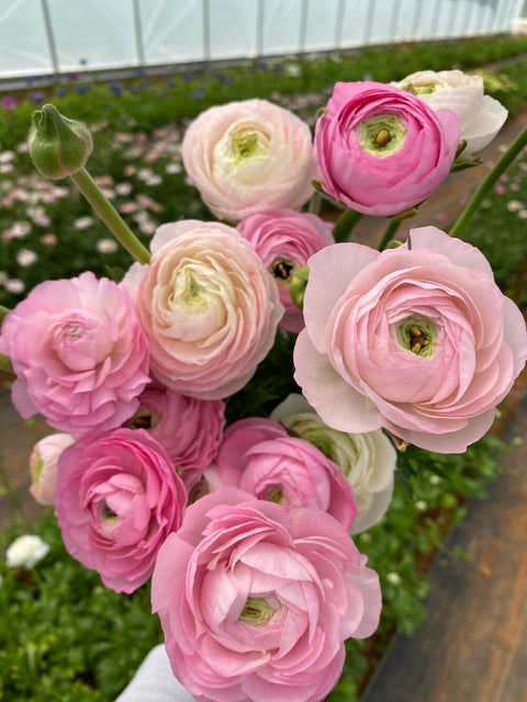 Ranunculus Corms-Premium Blush