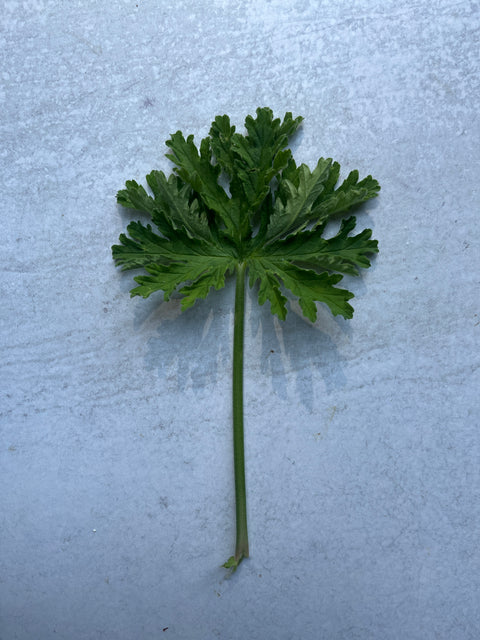 Geranium Rooted Cutting- Citronella