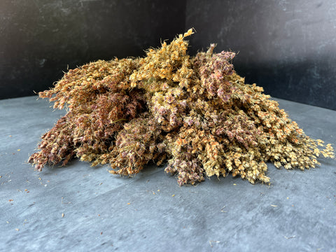 Dried Grasses-Broomcorn