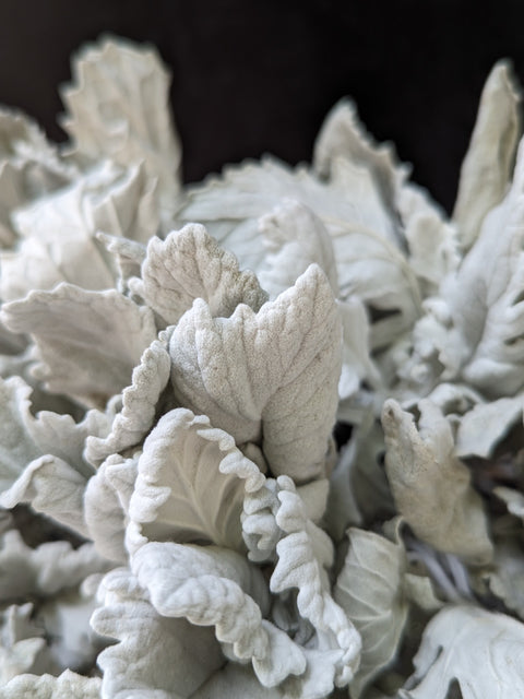 Dried Foliage Bunch-Dusty Miller