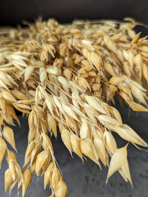 Dried Grasses-Oats