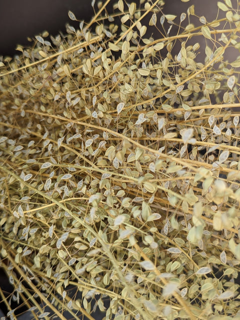 Dried Grasses-Shepherd's Purse