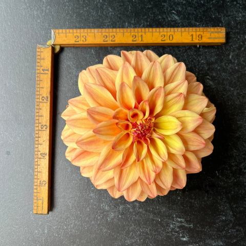 Dahlia Miss Amara