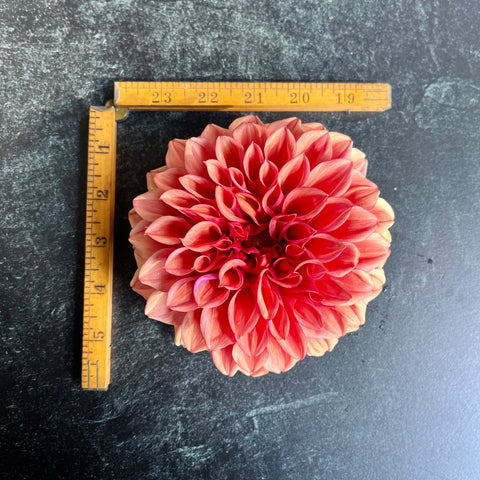 Dahlia Orange Globe