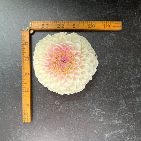 Dahlia Pink Pearl