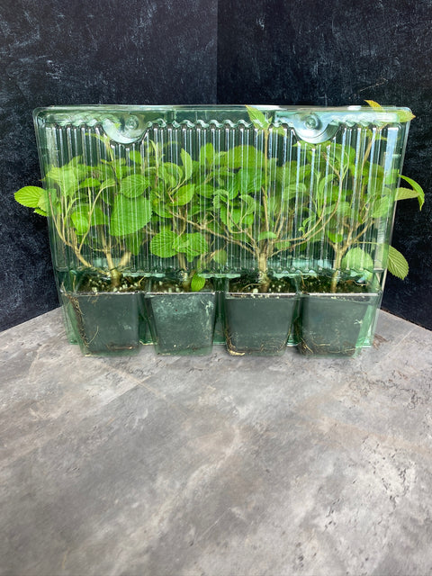 Liner-Viburnum Popcorn - Sunny Meadows Flower Farm