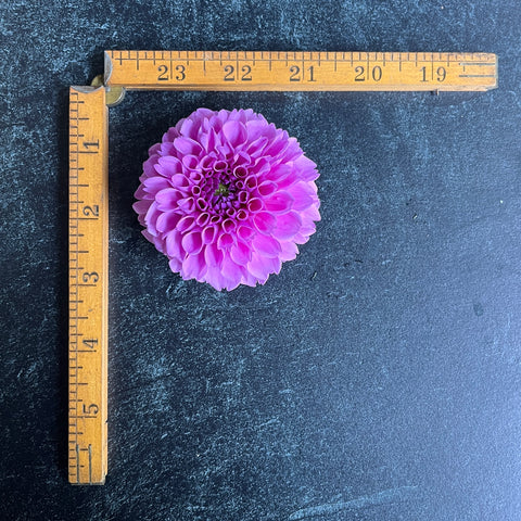 Dahlia Robann Regal