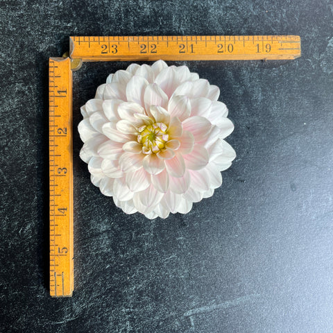 Dahlia Silver Years