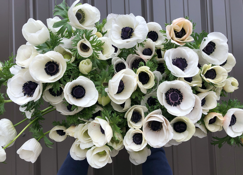Anemone Corms-Panda - Sunny Meadows Flower Farm