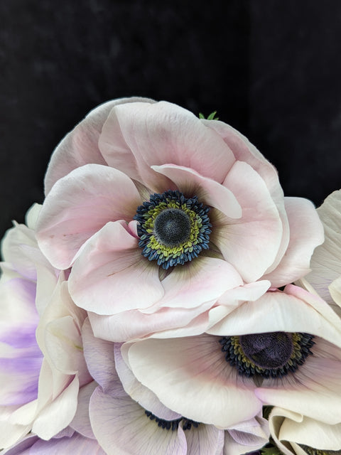 Anemone Corms-Pastel - Sunny Meadows Flower Farm