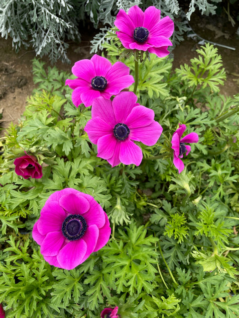 Anemone Corms-Pink - Sunny Meadows Flower Farm