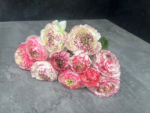 Ranunculus Corms-Bianco Striato - Sunny Meadows Flower Farm