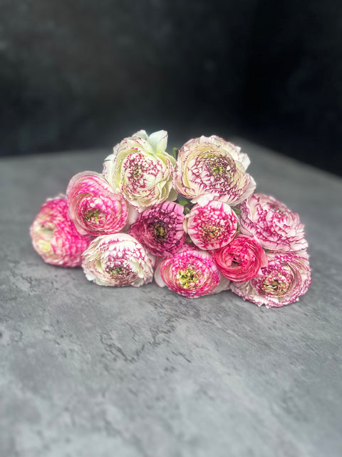 Ranunculus Corms-Bianco Striato - Sunny Meadows Flower Farm