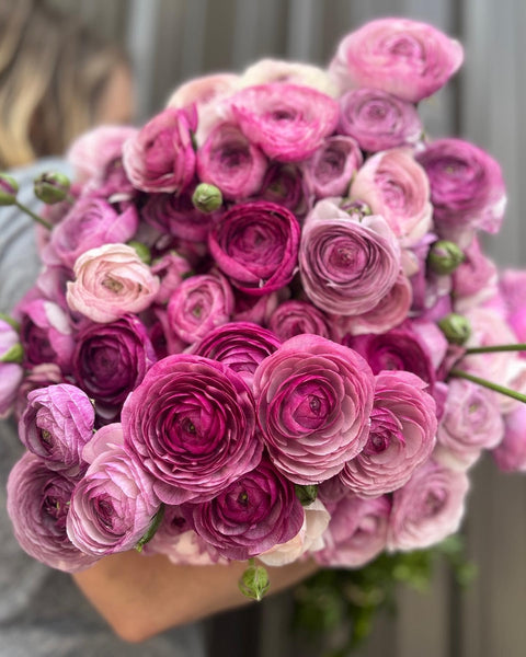 Ranunculus Corms-Purple Jean - Sunny Meadows Flower Farm