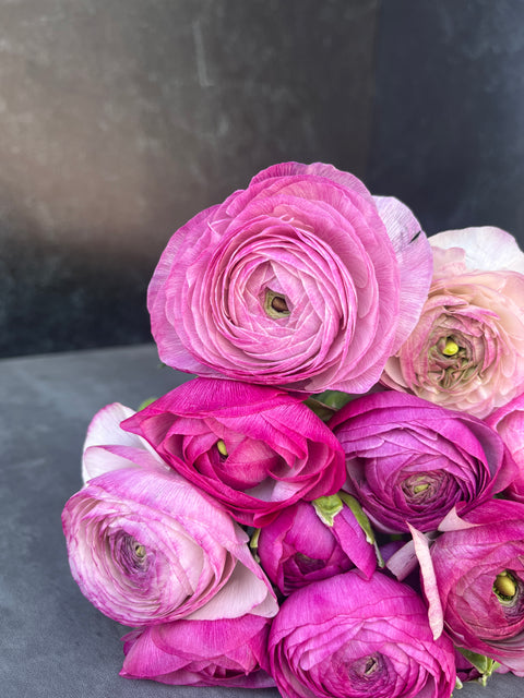 Ranunculus Corms-Purple Jean - Sunny Meadows Flower Farm