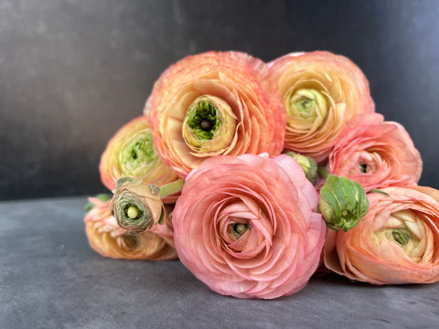 Ranunculus Corms-Salmon - Sunny Meadows Flower Farm