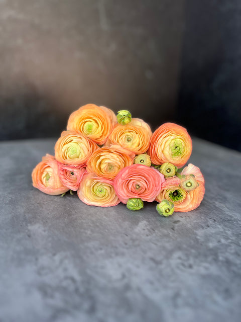 Ranunculus Corms-Salmon - Sunny Meadows Flower Farm