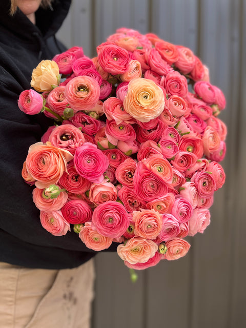 Ranunculus Corms-Salmon - Sunny Meadows Flower Farm