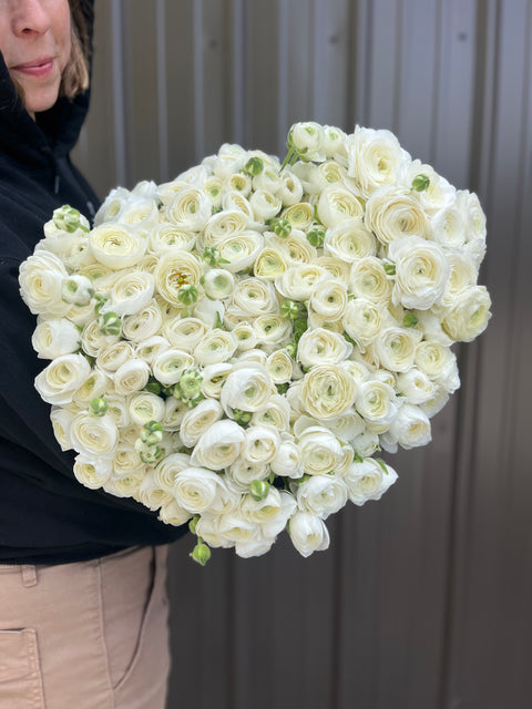 Ranunculus Corms-White - Sunny Meadows Flower Farm