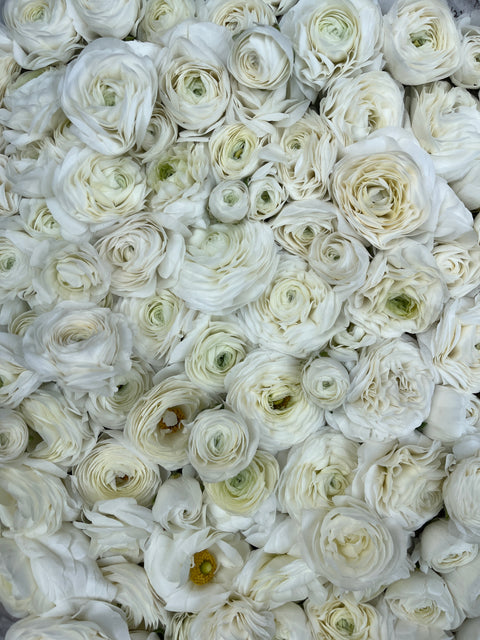 Ranunculus Corms-White - Sunny Meadows Flower Farm