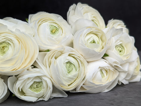 Ranunculus Corms-White - Sunny Meadows Flower Farm